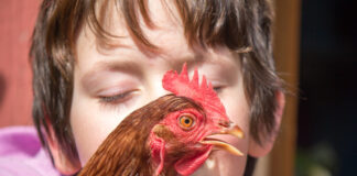 In dem Kindergarten an der Daumstraße können Kinder mit Hühnern und anderen Tieren Tuchfühlung aufnehmen