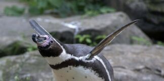 Humboldtpinguin