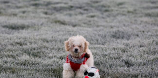 Platz für Hunde zum Spielen und Toben im Wriezener Park. Bild: IMAGO / Zuma Wire