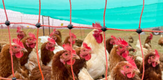 Stallpflicht für Geflügel wegen der Ausbreitung der Geflügelpest. Bild: IMAGO / Marc Schüler