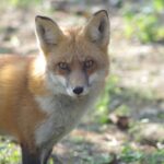 Frisch ertappt – ein Stadtfuchs