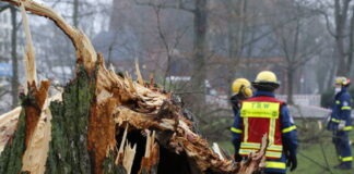 Aufräumarbeiten nach dem Sturm: Wegen "Zeynep" und Co. wird die Fällsaison verlängert.