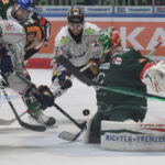 Eisbären in Augsburg