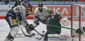 Eisbären in Augsburg