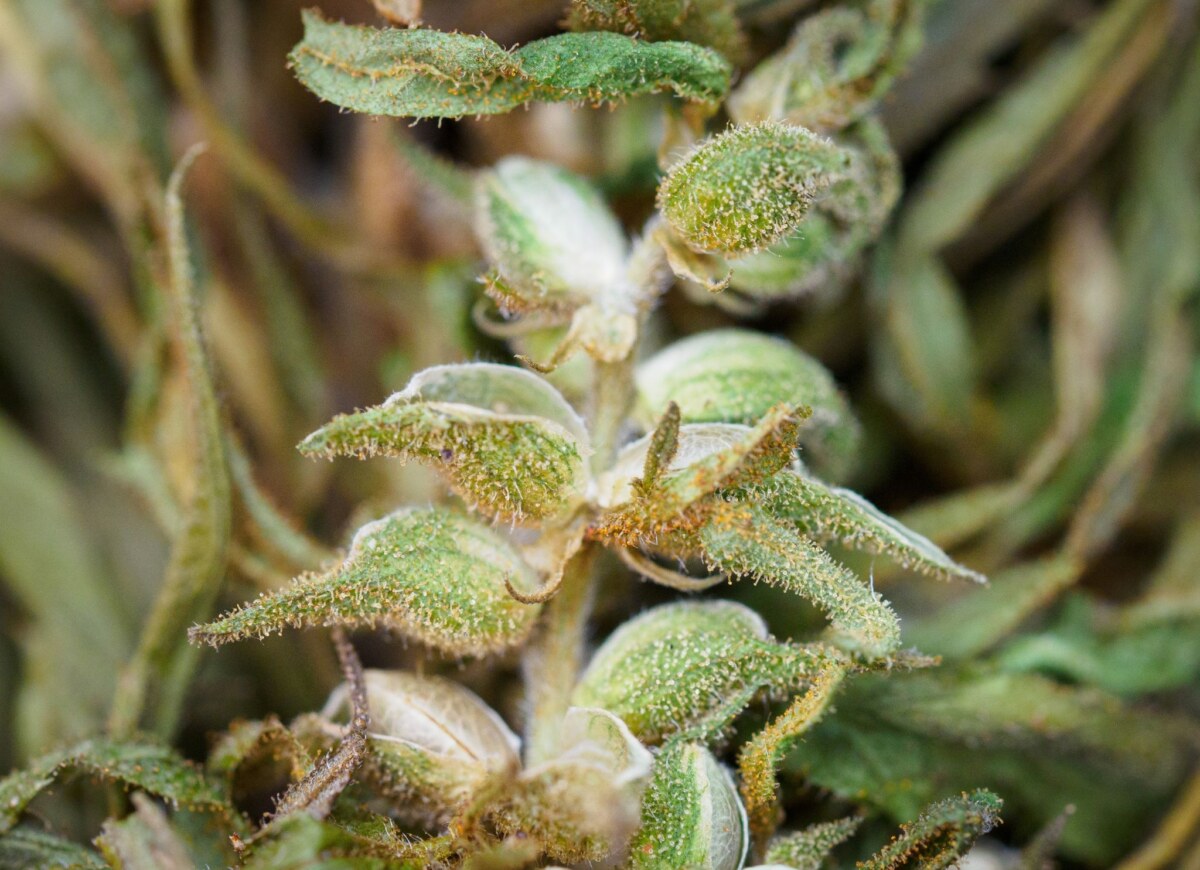 Der 20. April ist weltweit ein Aktionstag von sogenannten Kiffern, also Rauchern von Marihuana und Haschisch. Foto: Sören Stache/dpa-Zentralbild/dpa/Symbolbild