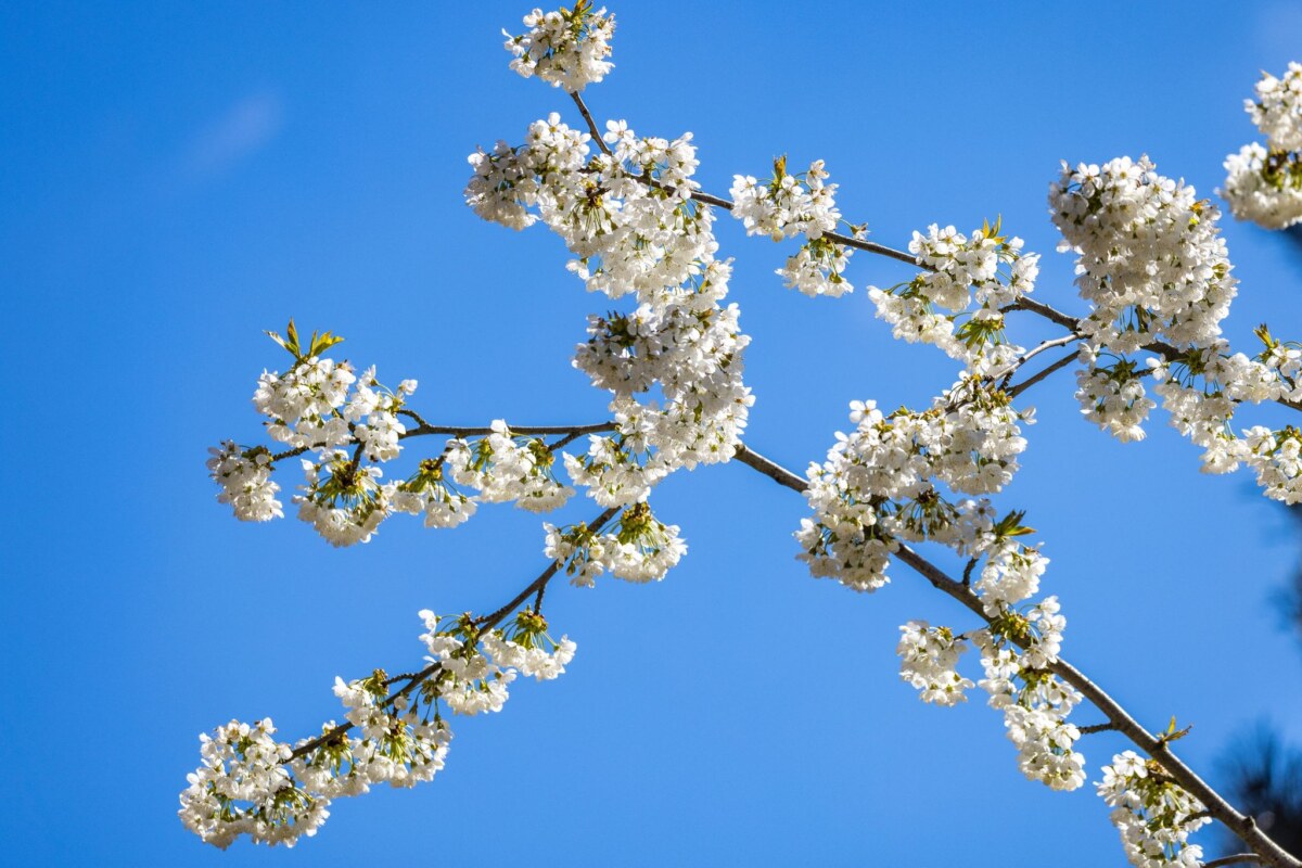 Eine Kirsche reckt ihre Blüten in den blauen Himmel im Lübbenauer Hafen.
