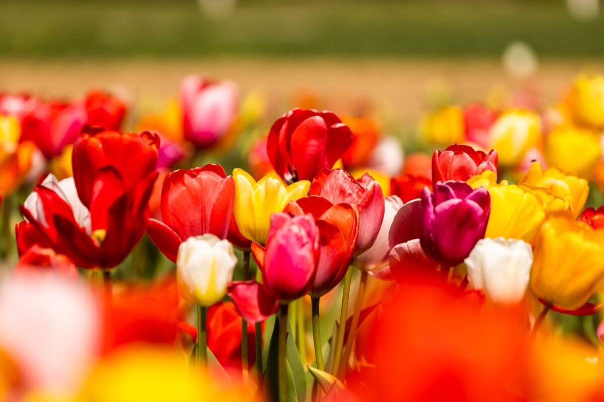 Tulpen (Tulipa) stehen auf einem Feld und blühen.