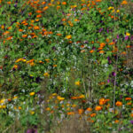 Blumenwiese