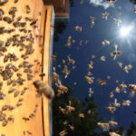 Bienen