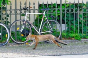 Ein Fuchs flaniert durch Berlin, Unter den Linden. Bild: IMAGO / Hartenfelser