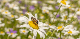 Wildblumenwiesen steigern die Biodiversität. Symbolbild: IMAGO/Michael mKristen