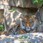 Sumatra-Tiger Willi lebt nicht mehr. Bild: 2022 Tierpark Berlin