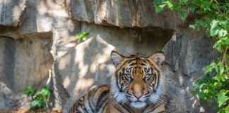 Sumatra-Tiger Willi lebt nicht mehr. Bild: 2022 Tierpark Berlin