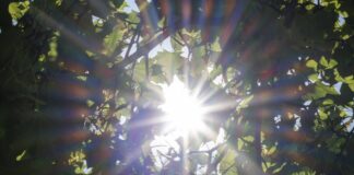 Sonnenstrahlen dringen durch dichtes Blätterwerk Foto: Imago