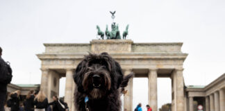 Das Berliner Hunderegister ist reine Abocke, finden viele Hundehalter. Bild: Martin Gruber
