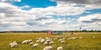 Schafe auf dem Tempelhofer Feld. Foto: IMAGO / Stefan Zeitz