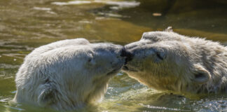 Die Eisbärin (Ursus maritimus) Tonja (12 Jahre) mit ihrer Tochter Hertha (4 Jahre) im Wasser im Tierpark Berlin, Friedr