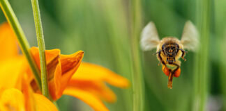 Im Naschgarten sollen sich nicht nur die Insekten wohlfühlen. Bild: IMAGO / photo2000