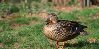 Tierquälerei