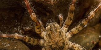 Eine Nahaufnahme der Nosferatu-Spinne, auch Zoropsis spinimana genannt.