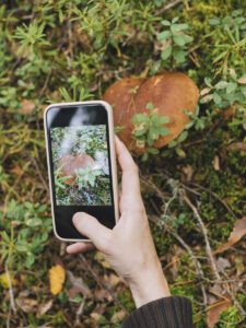 Apps auf dem Smartphone können bei der Pilzbestimmung helfen. Foto: IMAGO / Westend61