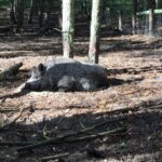 Wildpark Schorfheide