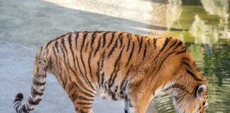 Der Sibirische Tiger Darius musste leider eingeschläfert werden. Foto: IMAGO / Olaf Wagner