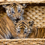 Tiger-Babys im Tierpark Berlin.