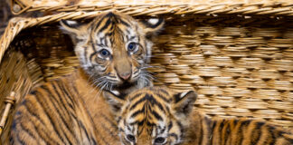 Tiger-Babys im Tierpark Berlin.