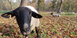 Schaf guckt in eine Fotokamera.