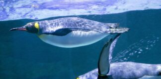 Pinguine schwimmen in Becken.