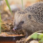 Igel Ein gerade aus dem Winterschlaf erwachter junger Igel, bei seiner ersten Mahlzeit. Hier wurde mit Katzenfutter zugefüttert.