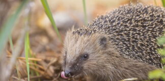 Igel Ein gerade aus dem Winterschlaf erwachter junger Igel, bei seiner ersten Mahlzeit. Hier wurde mit Katzenfutter zugefüttert.