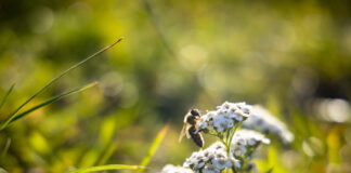 Eine Biene auf einem weissen Blume im Volkspark Hasenhaide in Berlin am 9. Oktober 2022. Herbst in Berlin *** A bee on a white flower in Volkspark Hasenhaide in Berlin on 9 October 2022 autumn in Berlin