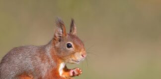 Europäisches Eichhörnchen (Sciurus vulgaris), Tierportrait, Siegerland, Nordrhein-Westfalen, Deutschland, Europa *** Eur