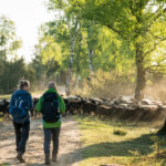 Wanderer in der Lüneburger Heide.