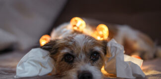Hunde leiden unter Stress und Angst, wenn an Silvester geböllert wird. Bild: iStock/Getty Images Plus/Sonja Rachbauer
