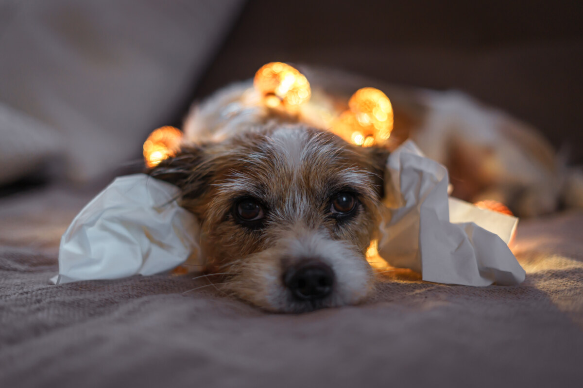 Dogs suffer from stress and anxiety when there is a firecracker on New Year's Eve.  Image: iStock/Getty Images Plus/Sonja Rachbauer