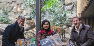Luise und Lotte heißen die Sumatratiger-Geschwister im Berliner Tierpark. Bild: 2022 Tierpark Berlin