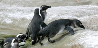 Glatteis erschwert den Pinguinen den Weg zum Futterplatz im Zoo