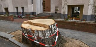 Immer wieder müssen auch in Berlin Bäume aus Sicherheitsgründen gefällt werden. Foto: IMAGO / Schöning