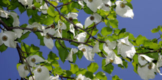 Blüten des Taschentuchbaumes