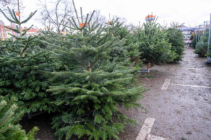 Weihnachtsbäume stehen zum Verkauf.