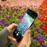 Frau fotografiert Blumenmeer in Blumenhalle.