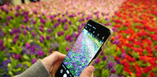 Frau fotografiert Blumenmeer in Blumenhalle.