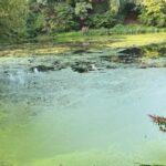 Der Fennsee in Wilmersdorf soll weiterhin entschlammt werden. Foto: BACW/Umwelt- und Naturschutzamt
