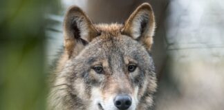 Ein Wolf steht in einem Gehege.