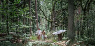 Zwei Menschen wandern im Wald