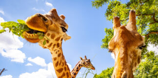 Diesen Rothschild-Giraffen können Besucher bald ganz nahekommen. Bild: Tierpark Berlin