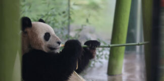 Pandabär frisst Bambus im Zoologischen Garten am 03.01.23 in Berlin Zoologischer Garten Berlin.